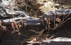 Kalanchoe rotundifolia