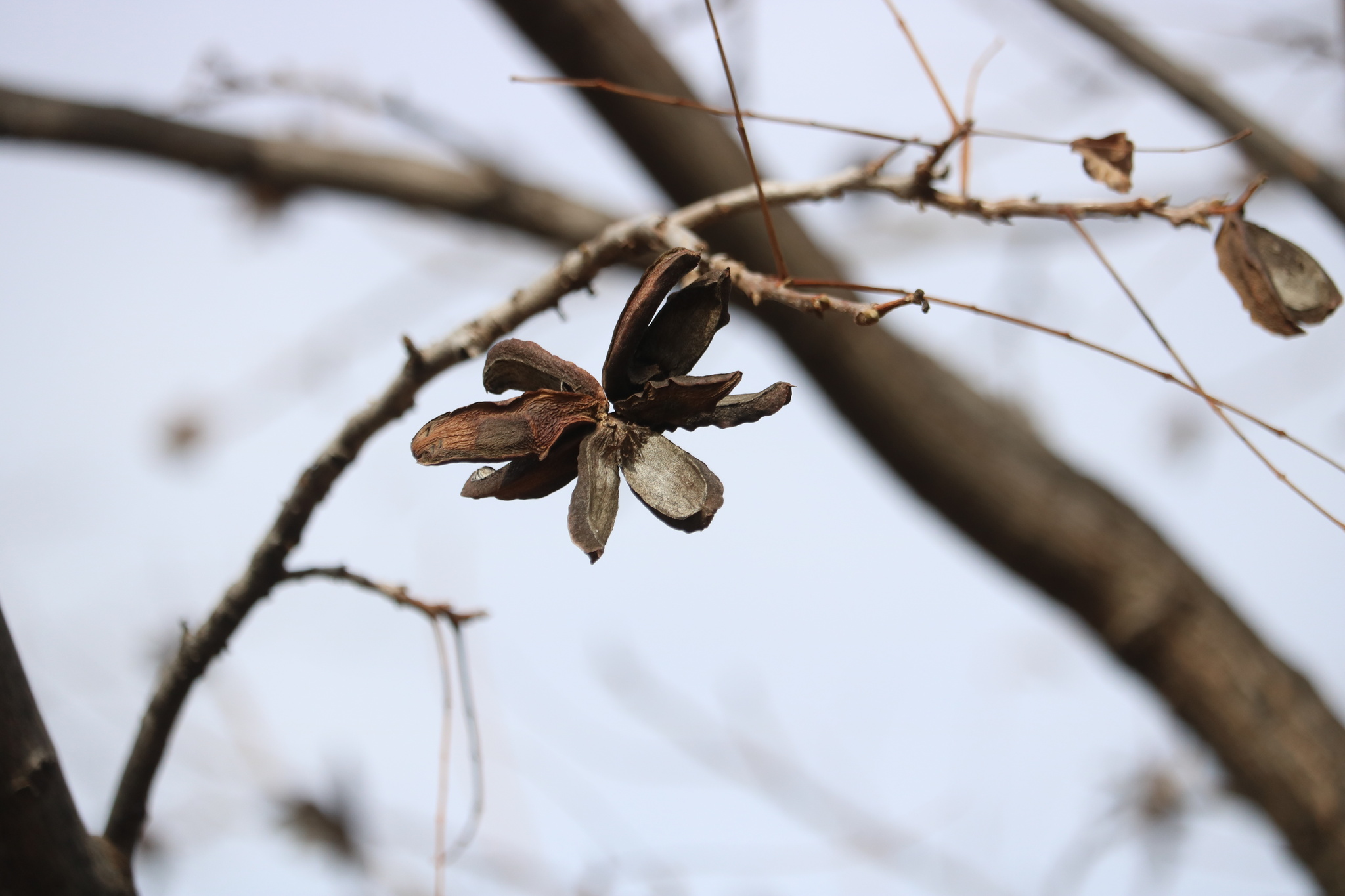 Imagem de Noz pecan