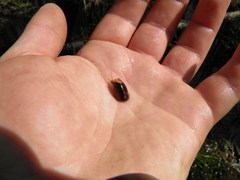 Lepidurus apus