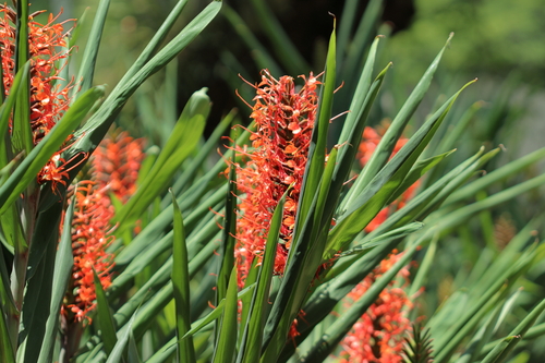 Image of Hedychium coccineum by (c) Carlos Alexandre Mattos Raposo, some rights reserved (CC BY-SA)