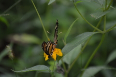 Eresia phillyra phillyra