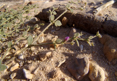 Fagonia glutinosa