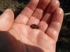 Lepidurus apus