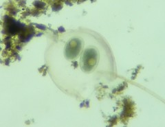 Daphnia