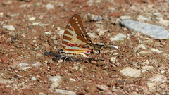 Graphium nomius