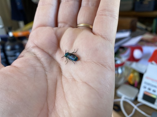 Chrysis lincea