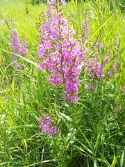Lythrum virgatum