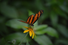 Eresia phillyra phillyra