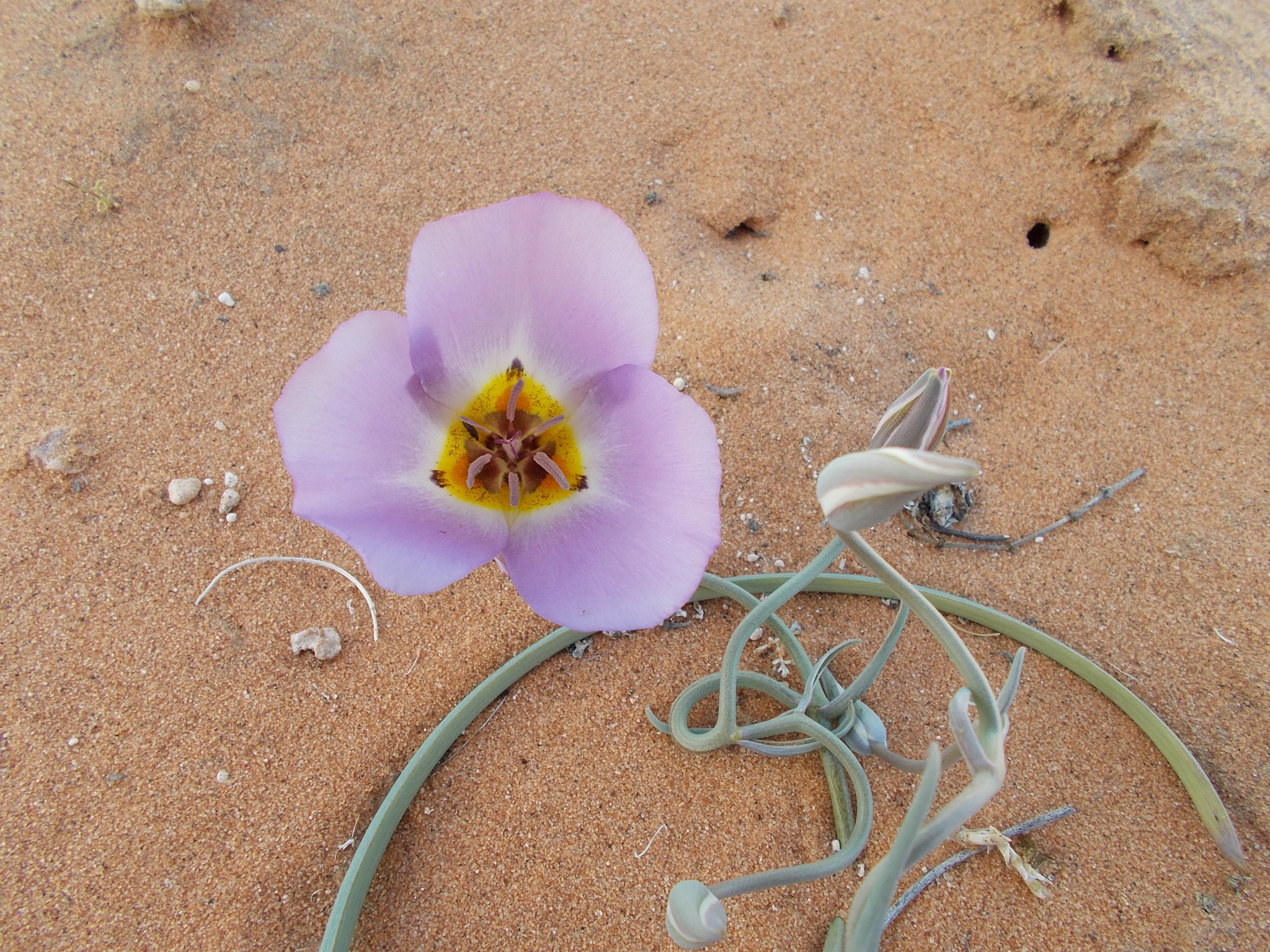 Calochortus flexuosus