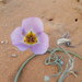 Winding Mariposa Lily - Photo (c) Walter Fertig, some rights reserved (CC BY-NC), uploaded by Walter Fertig
