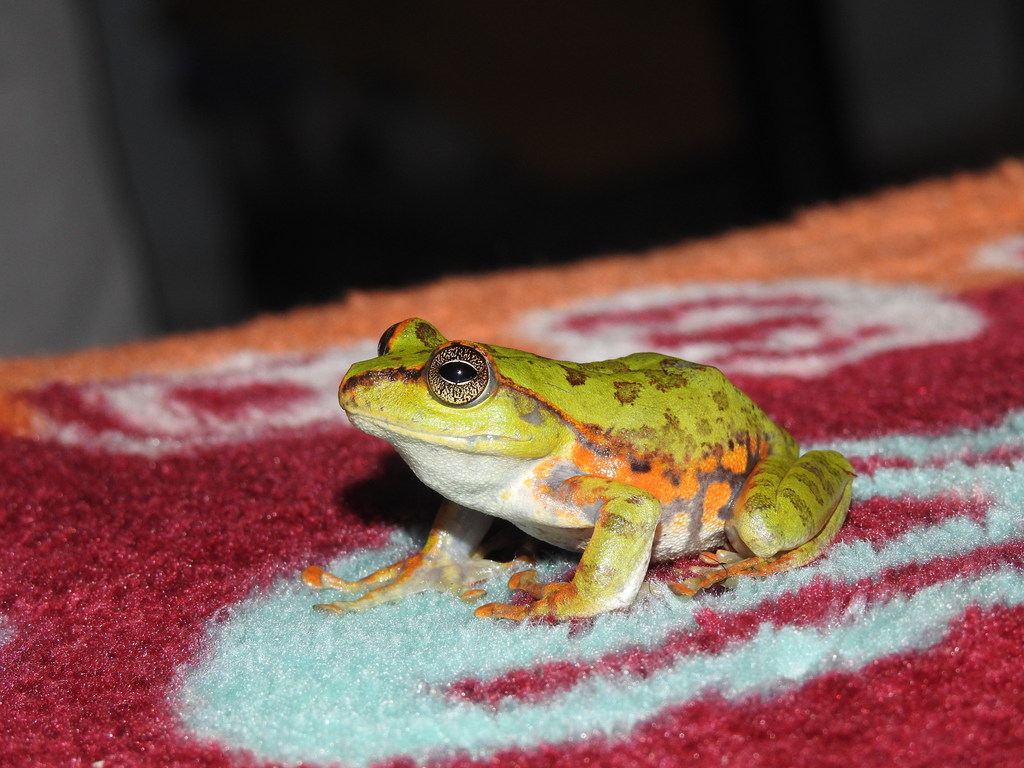 Green Frog of the Neelgherries