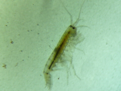 Crangonyx