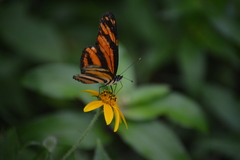 Eresia phillyra phillyra