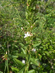 Brighton Lee, no rights reserved (CC0)