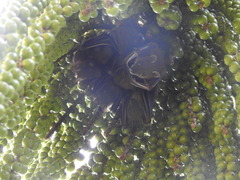 Cynopterus sphinx