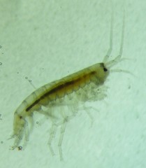 Crangonyx