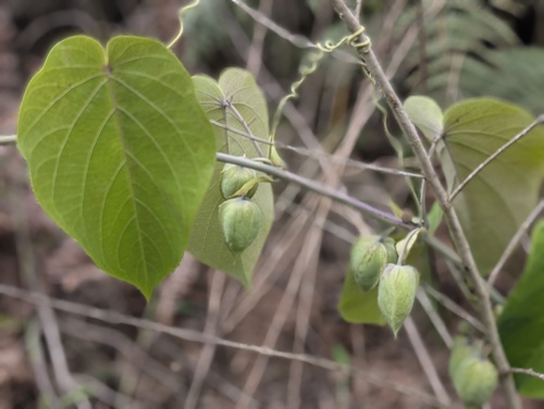 Foto de Maracujá-doce