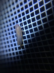 Chlorotettix necopinus