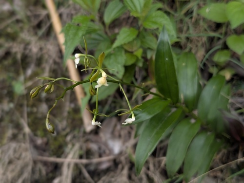 Epidendrum agoyanense Hágsater & Dodson