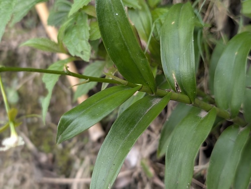 Epidendrum agoyanense Hágsater & Dodson 2