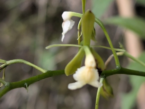 Epidendrum agoyanense Hágsater & Dodson 3