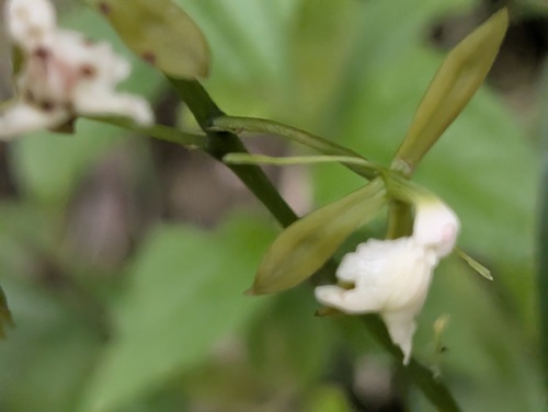 Epidendrum agoyanense Hágsater & Dodson 4