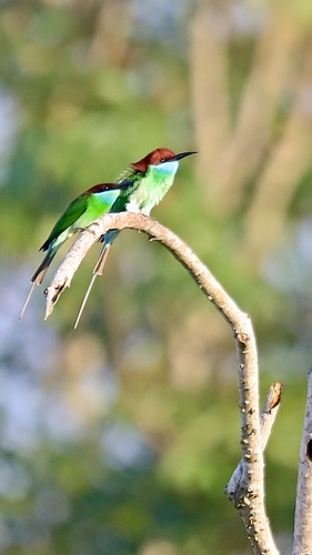 Merops viridis