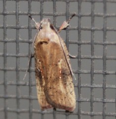 Agonopterix nervosa
