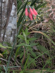 Phaedranassa tunguraguae