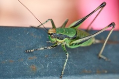 Eupholidoptera chabrieri