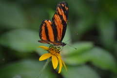 Eresia phillyra phillyra