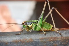 Eupholidoptera chabrieri