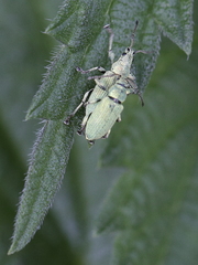 Phyllobius maculicornis