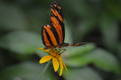 Eresia phillyra phillyra