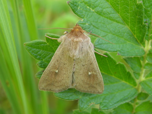 Gelsvarudis Pievinukas