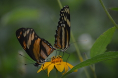 Eresia phillyra phillyra