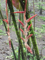Heliconia vellerigera image