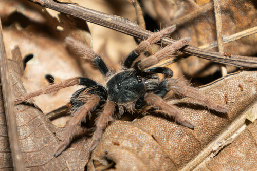 Cyriocosmus aueri