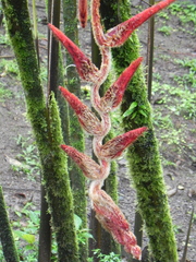 Heliconia vellerigera