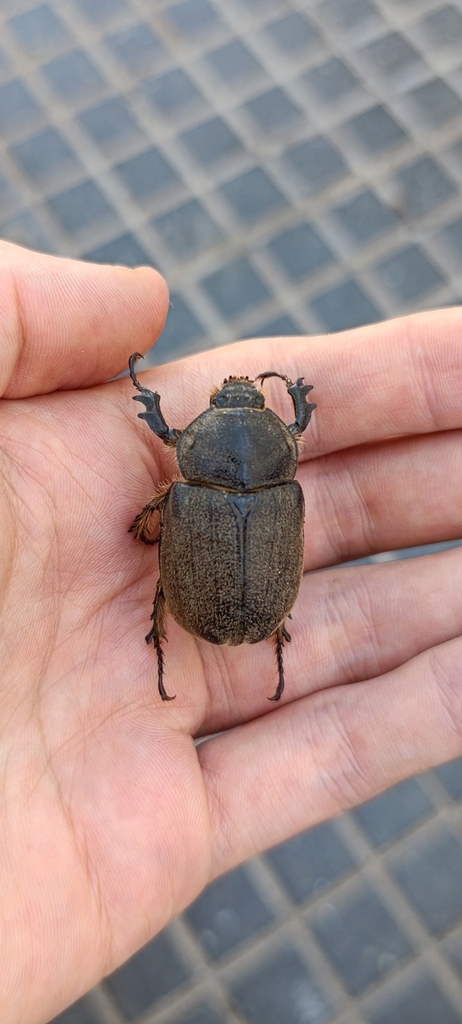 Megasoma joergenseni