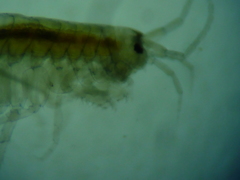 Crangonyx