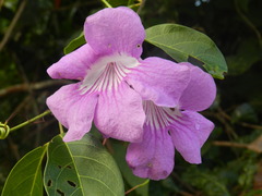 Bignonia noterophila