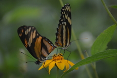 Eresia phillyra phillyra