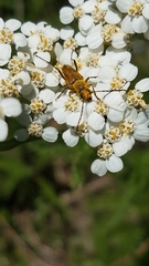 Anastrangalia sanguinea