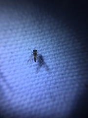 Amblypsilopus dorsalis