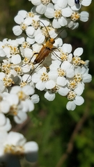 Anastrangalia sanguinea