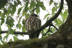 Ninox japonica