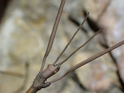 Mediterranean stick insect photo 5