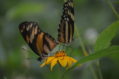 Eresia phillyra phillyra