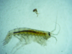 Crangonyx